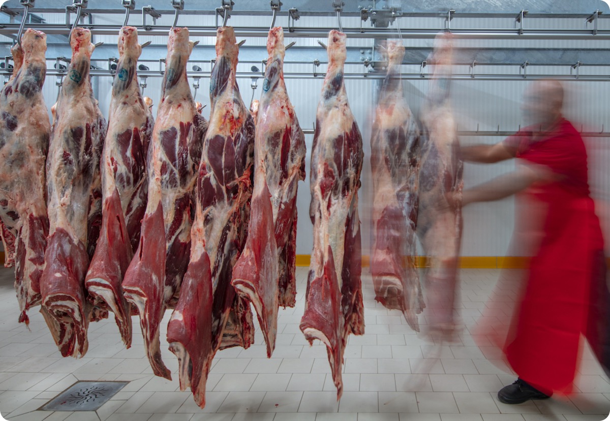 Dos novillos vivos de gran peso para consumo humano